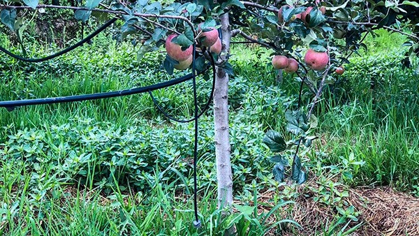 苹果园和樱桃园采用补偿滴灌模式