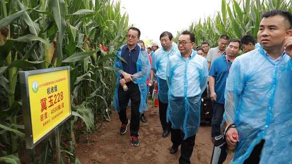 刘天金主任观摩玉米新品种