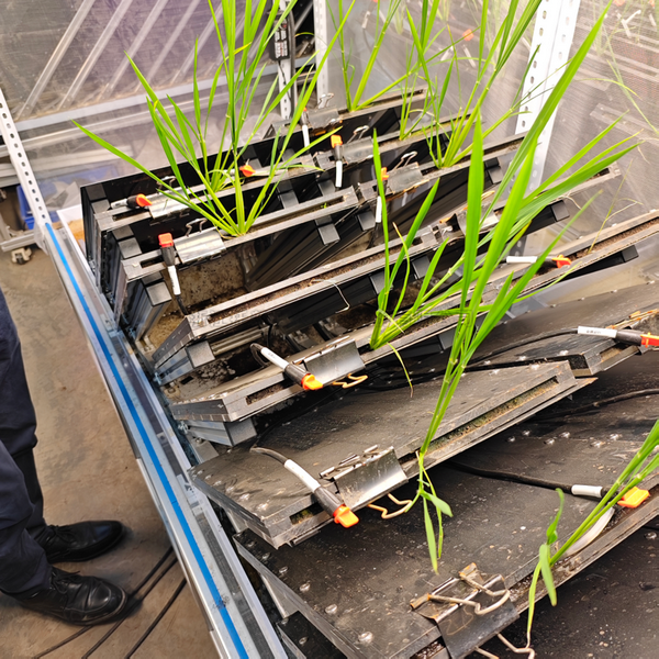 高通量植物根系表型采集分析系统（根盒式）  TPN-GXY-GH