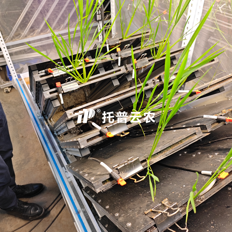 高通量植物根系表型采集分析系统（根盒式）   TPN-GXY-GH