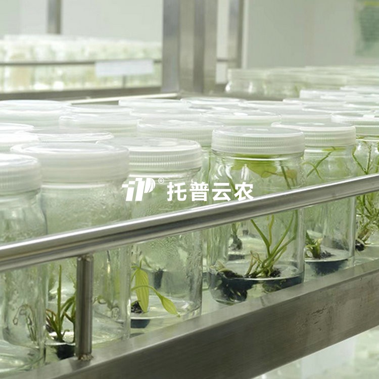 试管苗保存库 /