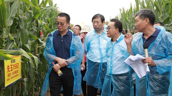 刘天金主任观摩玉米新品种