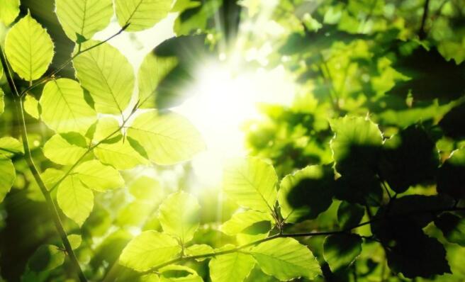 绿色植物的光合作用.jpg