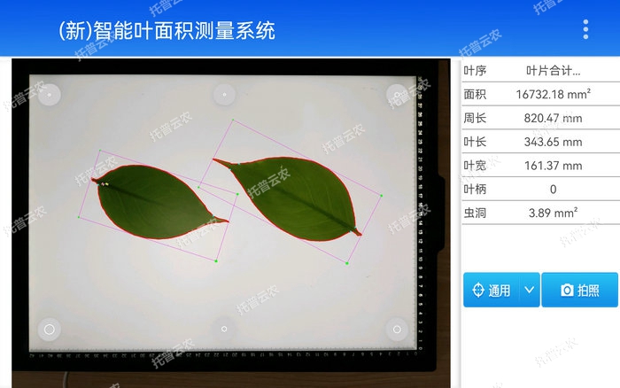 智能叶面积测量系统YMJ-CHA3测量界面图.jpg