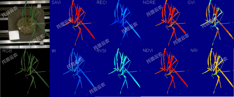 1763627527796098.png 逆境模拟及植物生长监测平台-高光谱成像与指数分析结果.png