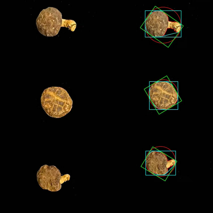 1764654853485759.jpg 香菇分析图1.JPG