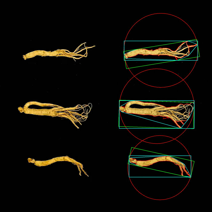 1764667697538551.jpg 人参分析图1.JPG