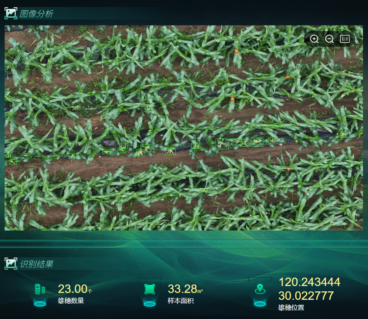 1764754907821878.png 雄穗识别.png