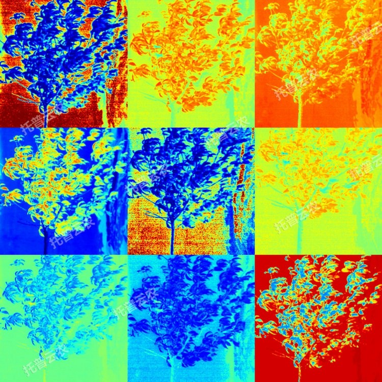 1764927165345258.jpg 果树解析图2.JPG