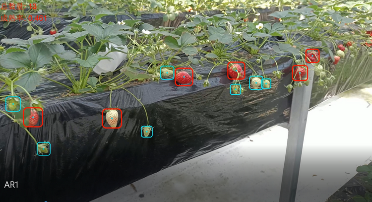 1768267963757227.png 草莓识别场景图.png
