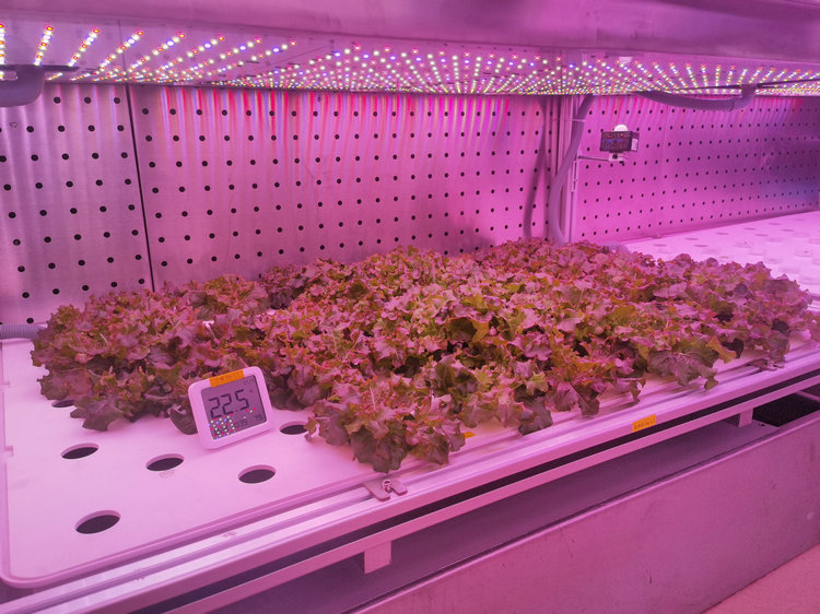 1776044537635065.jpg 2.2植物工厂.jpg